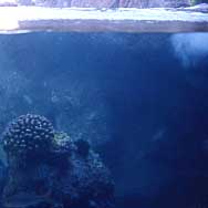 seabrain.jpg