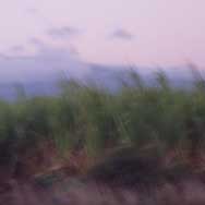 sugarcane.jpg