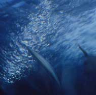 waterfinin.jpg